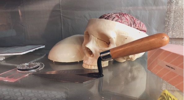 Fake skull with brain inside