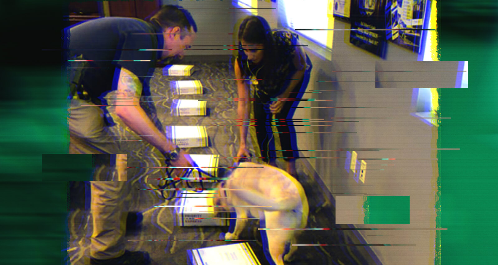 Things That Go Boom (Part 2) Featured Image - Bomb Sniffing Dog doing training with boxes.